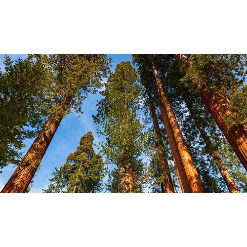 Bishop, Russ 아티스트의 Giant Sequoia in the Mariposa Grove-Yosemite National Park-California-USA작품입니다.